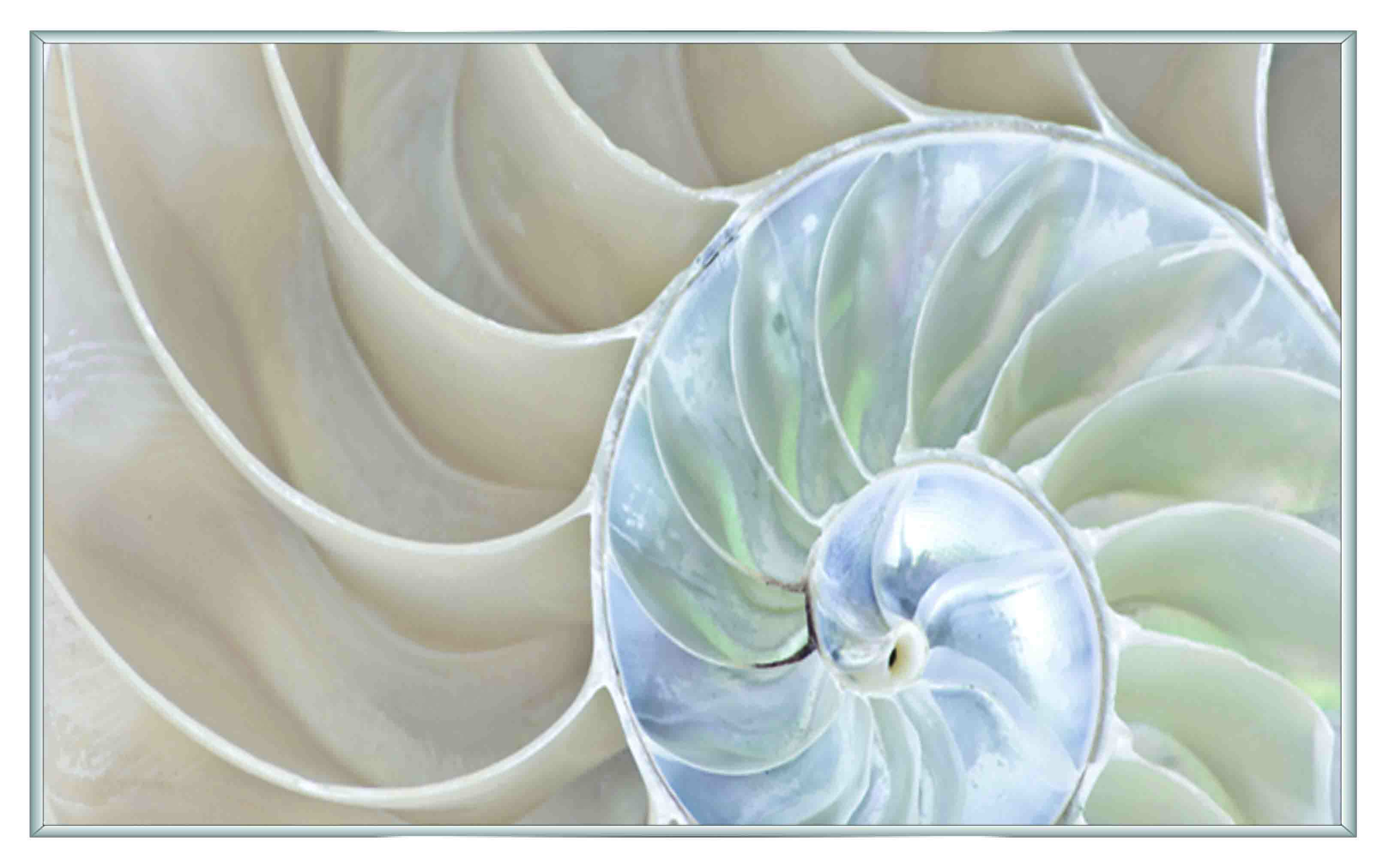 ASG221 Wall décor art printed on glass seashell